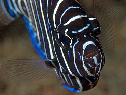 Juvenile Emperor Angelfish. East of Dili, East Timor by Doug Anderson 